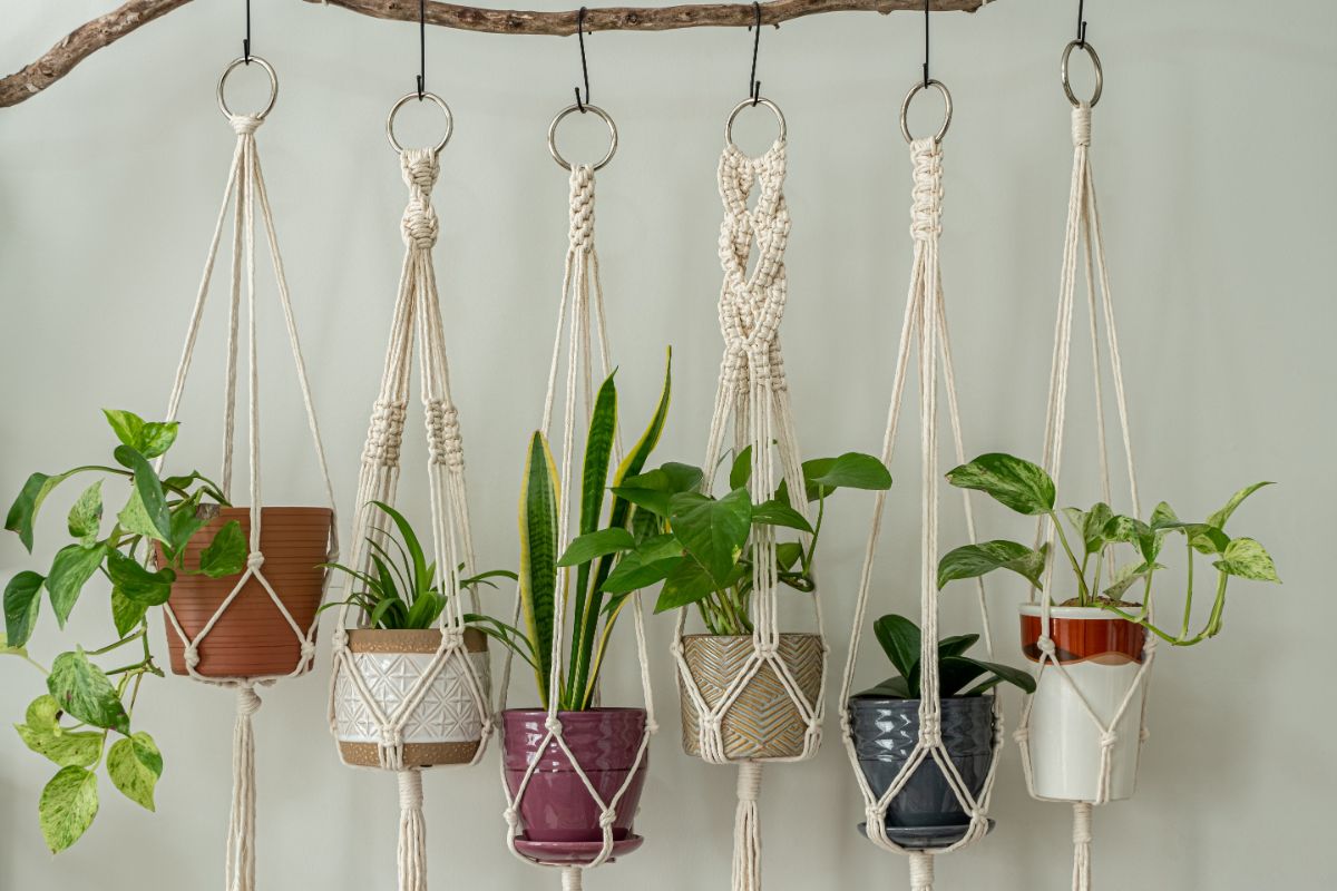 A line of hanging plants in macrame plant hangers