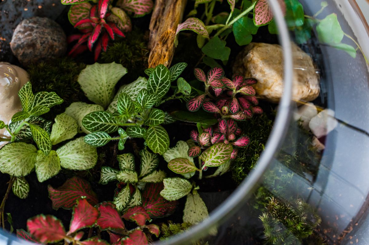 Nerve plants in a terrarium garden