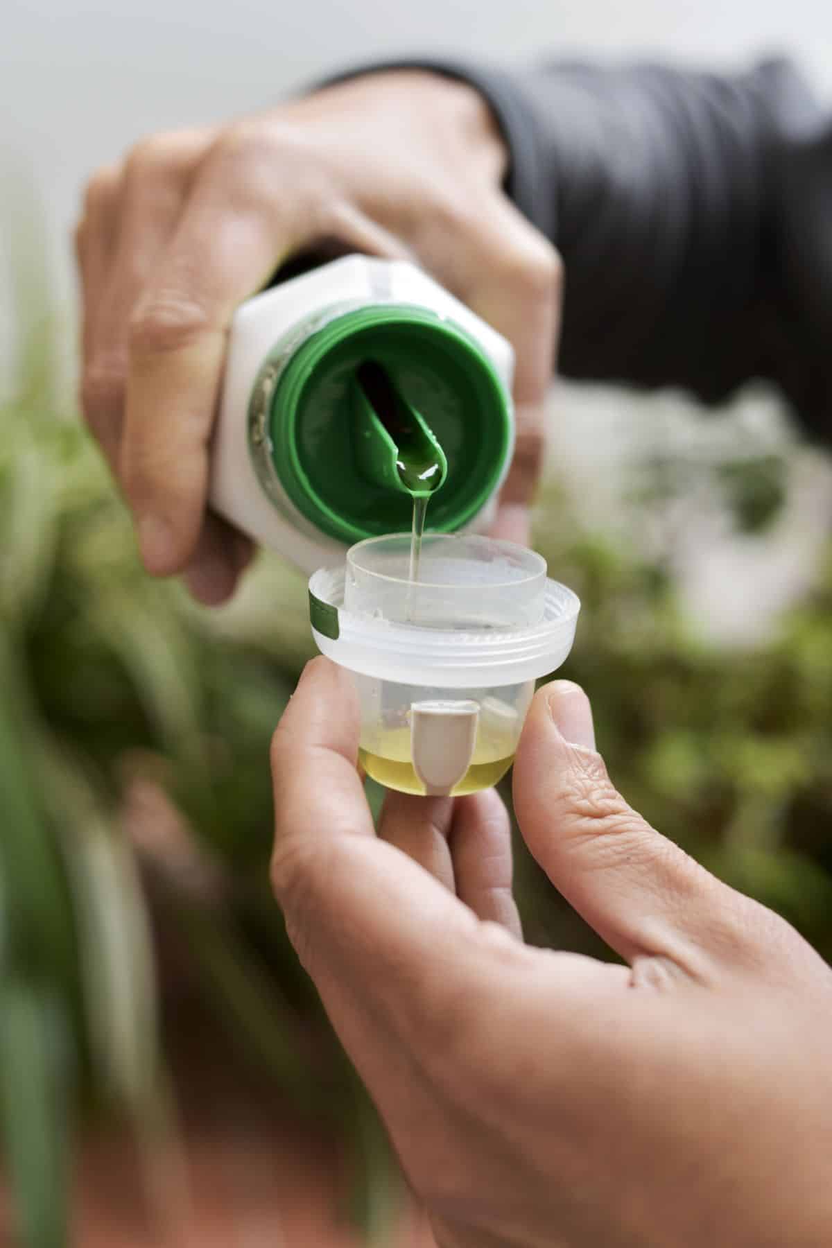 A person measures hydroponic fertilizer for LECA