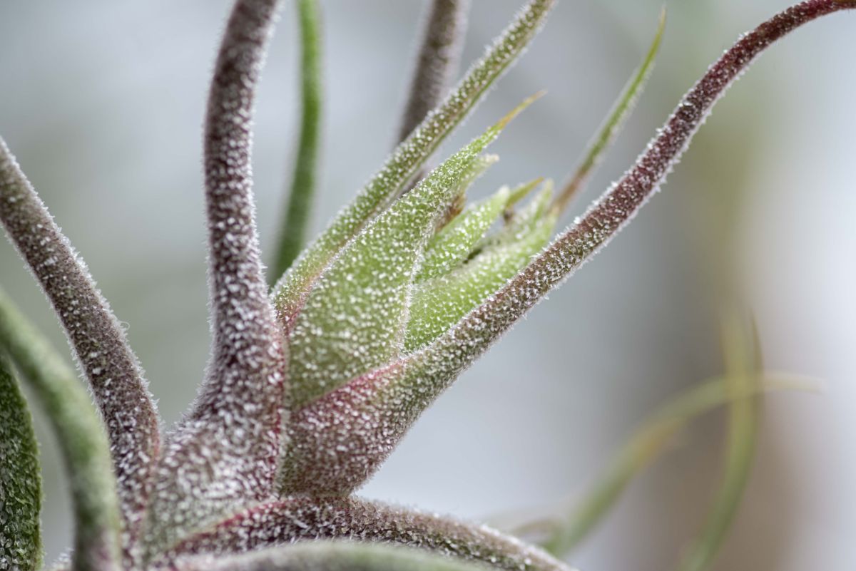 Furry-looking Fuzzywuzzy air plant