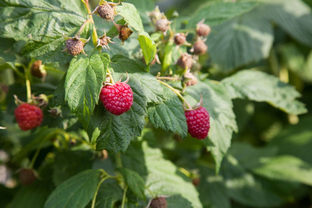 Red raspberries hanging on a plant