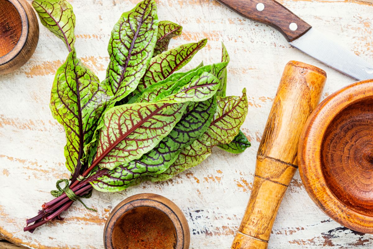 Purple and green leaves of sorrel