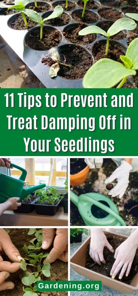 11 Tips to Prevent and Treat Damping Off in Your Seedlings pinterest image.