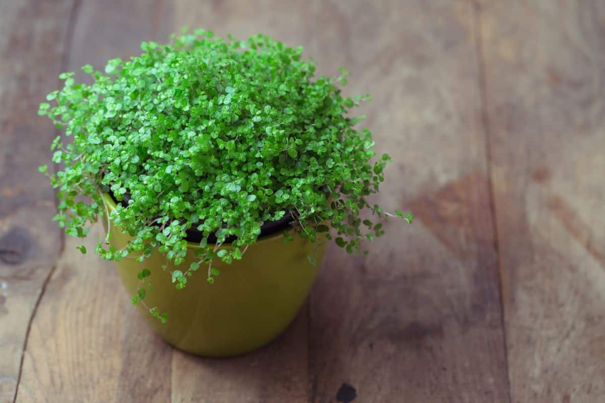 Baby tears plant for a terrarium