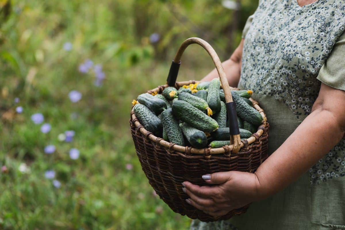 A woman holds a basket of freshly harvested cucumbers