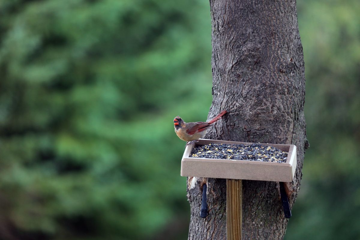 A bird sitting on a DIY platform bird feeder