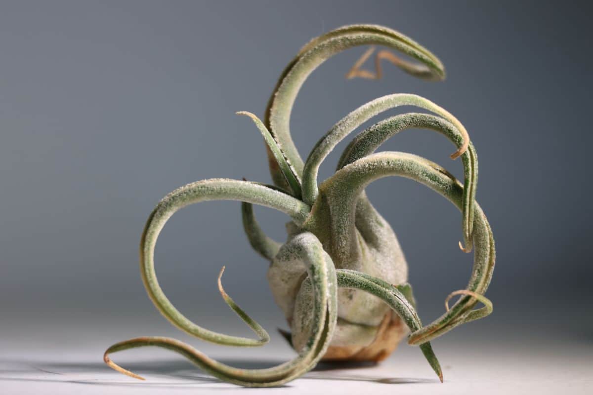 Caput-medusae air plant