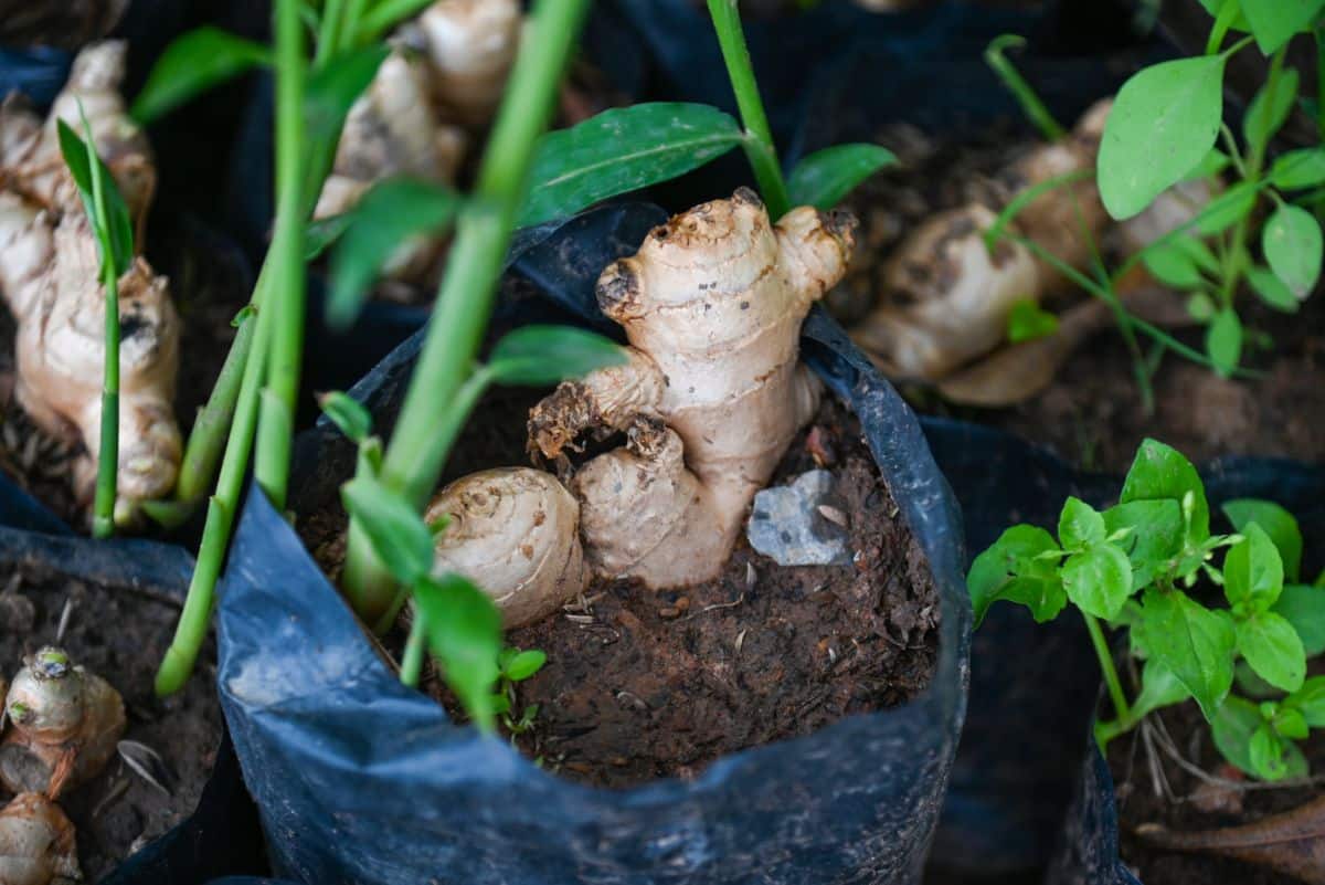 Ginger grown in a grow bag