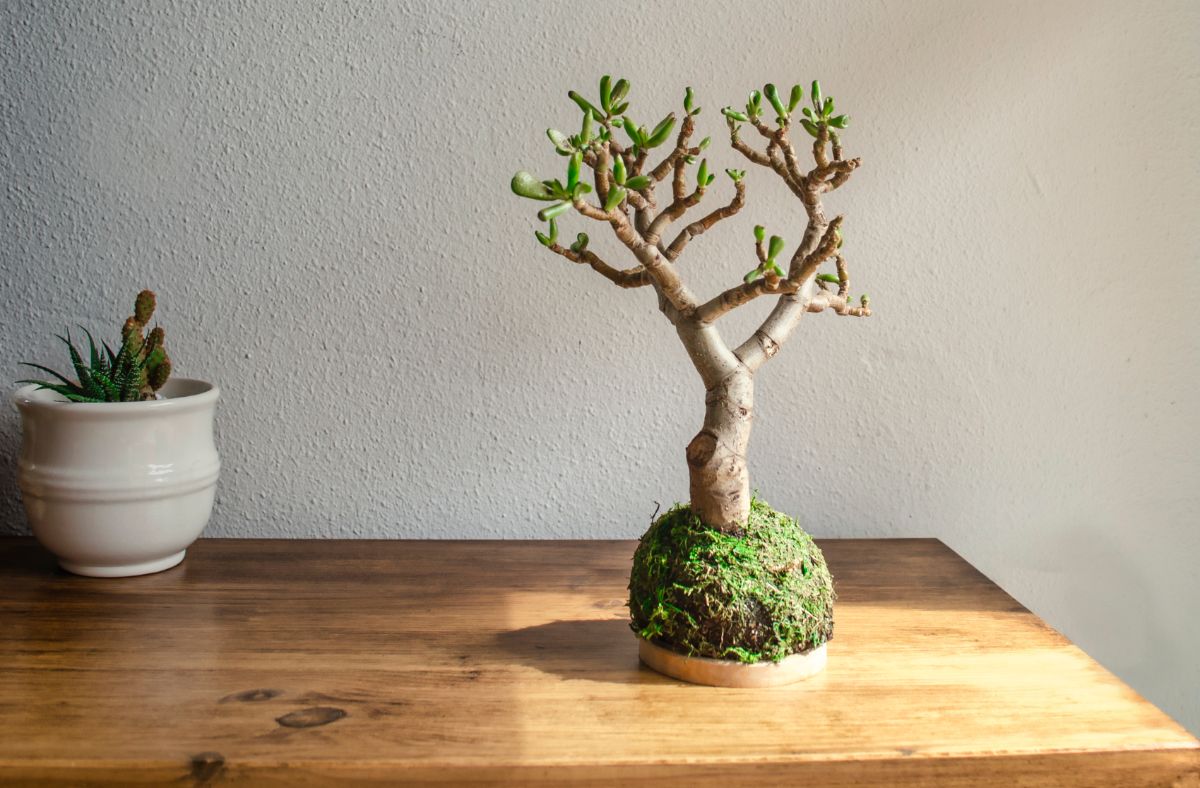 A Kokedama "tree" on a wooden plate