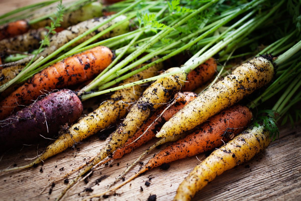 Good soil is essential for growing good carrots