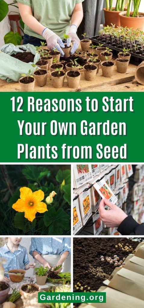 12 Reasons to Start Your Own Garden Plants from Seed pinterest image.