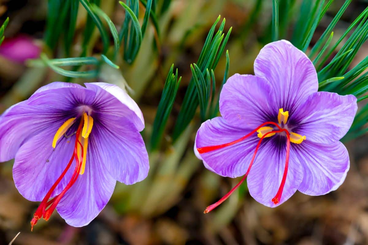 Red stamens of saffron on saffron crocus flower