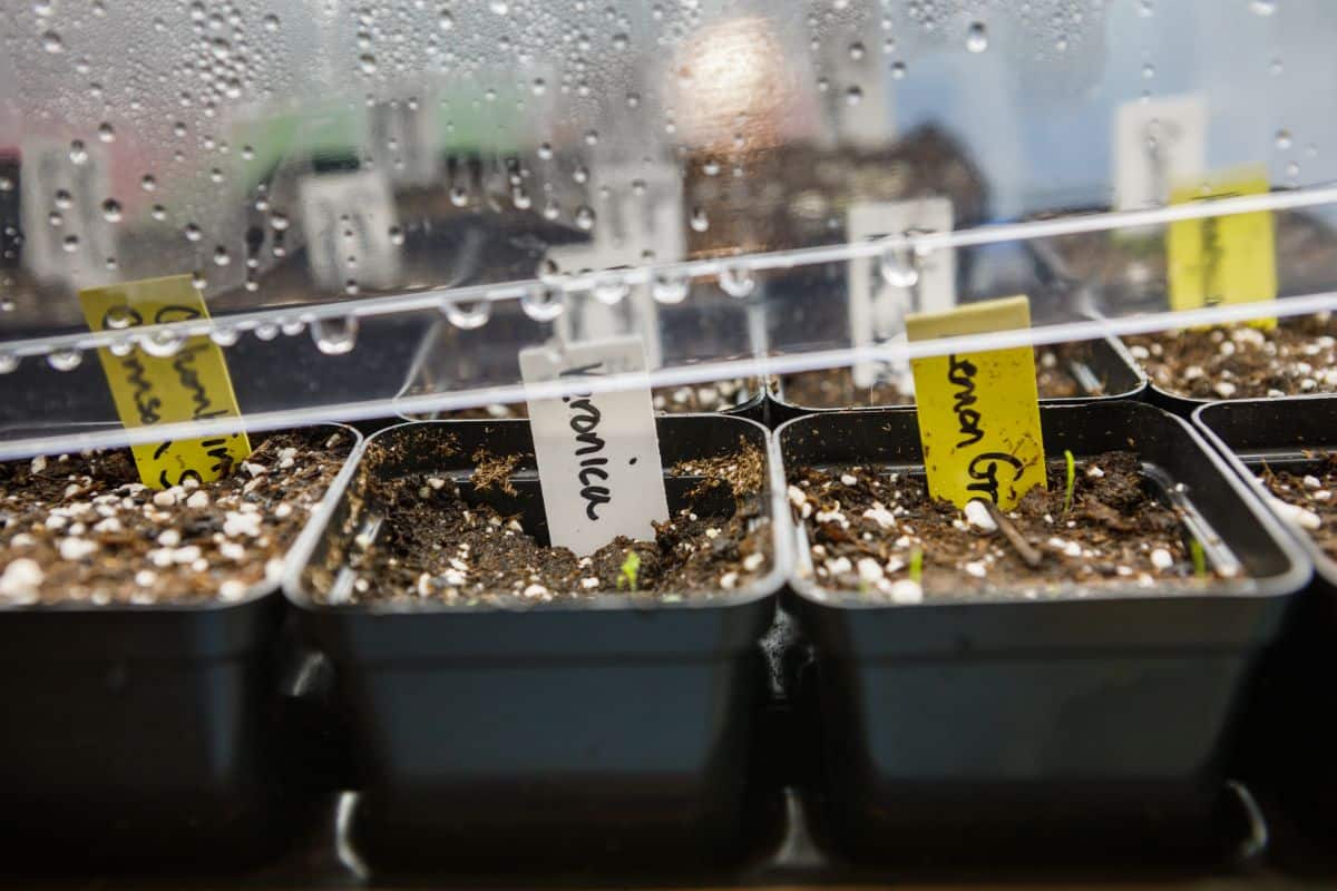 Seeds sprouted under a humidity dome