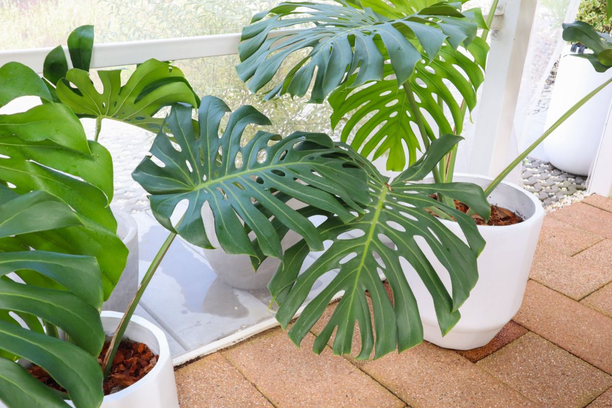 Tropical plants potted in LECA pebbles