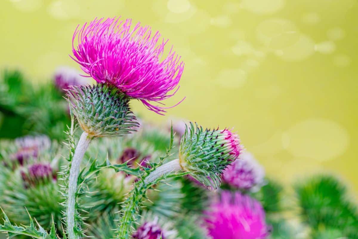 Purple flowering edible thistle plant