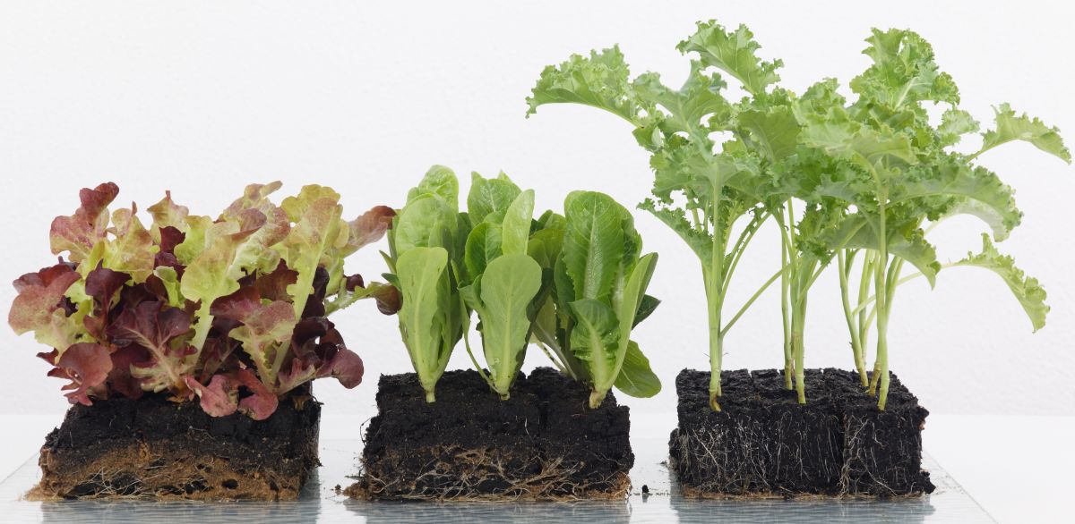 Lettuce and kale growing in blocked soil