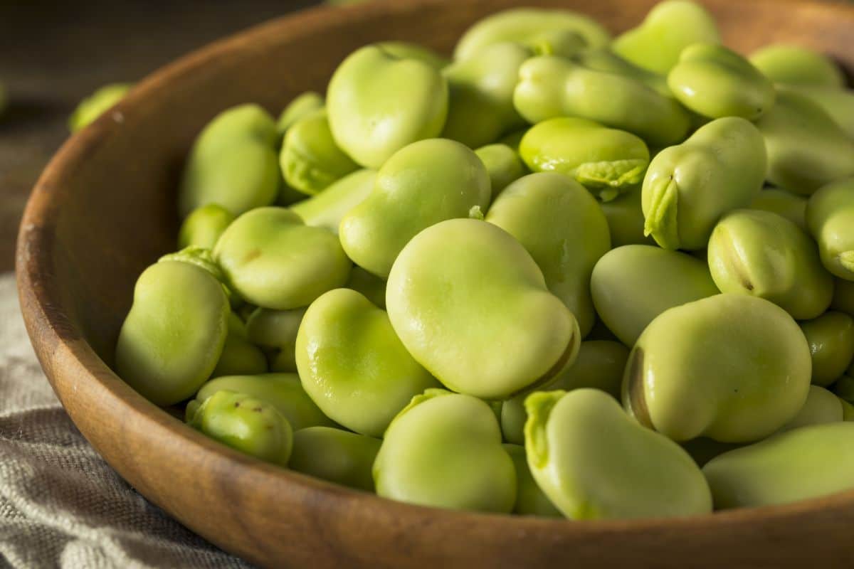 Green fava beans aka broad beans