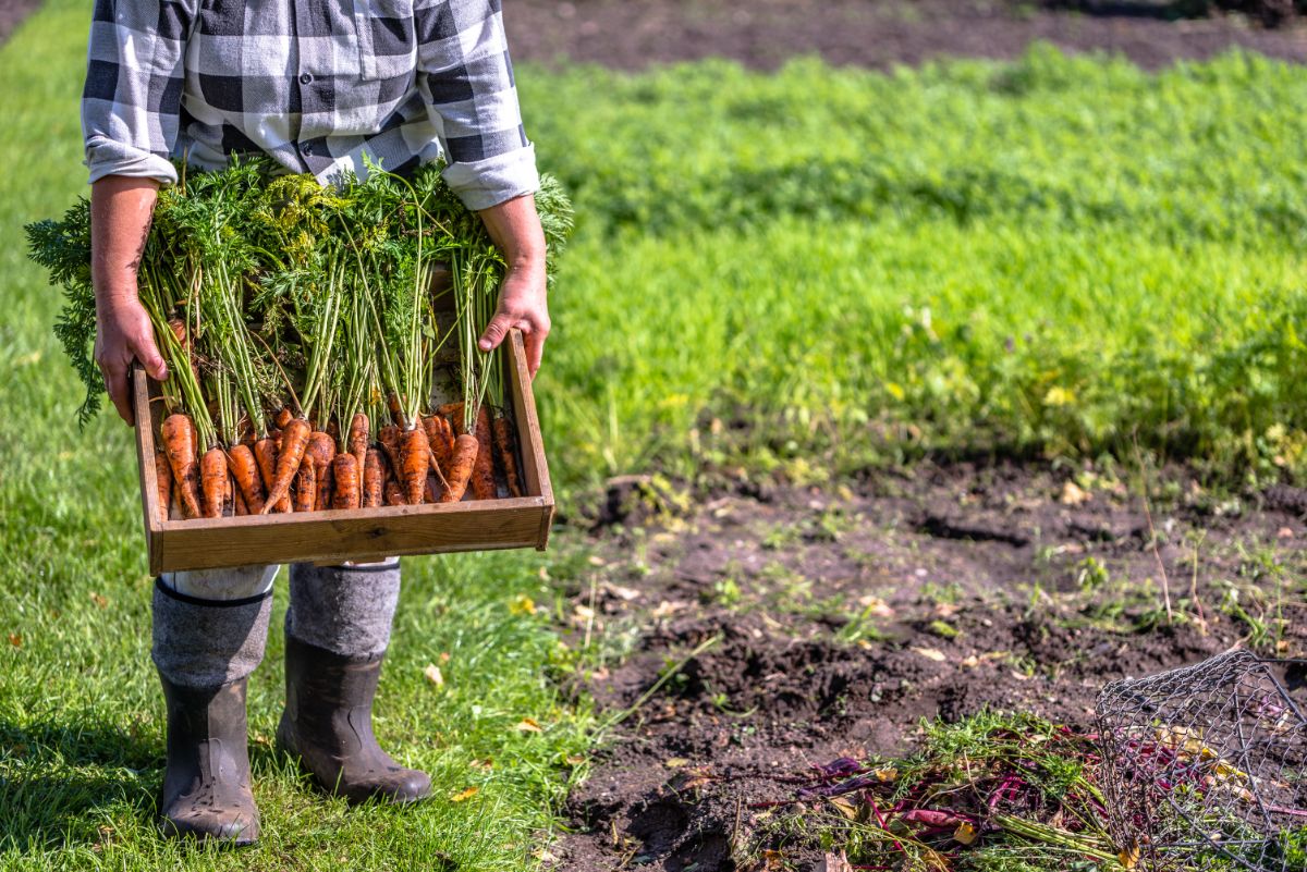 Carrots are a little bit tricky to grow