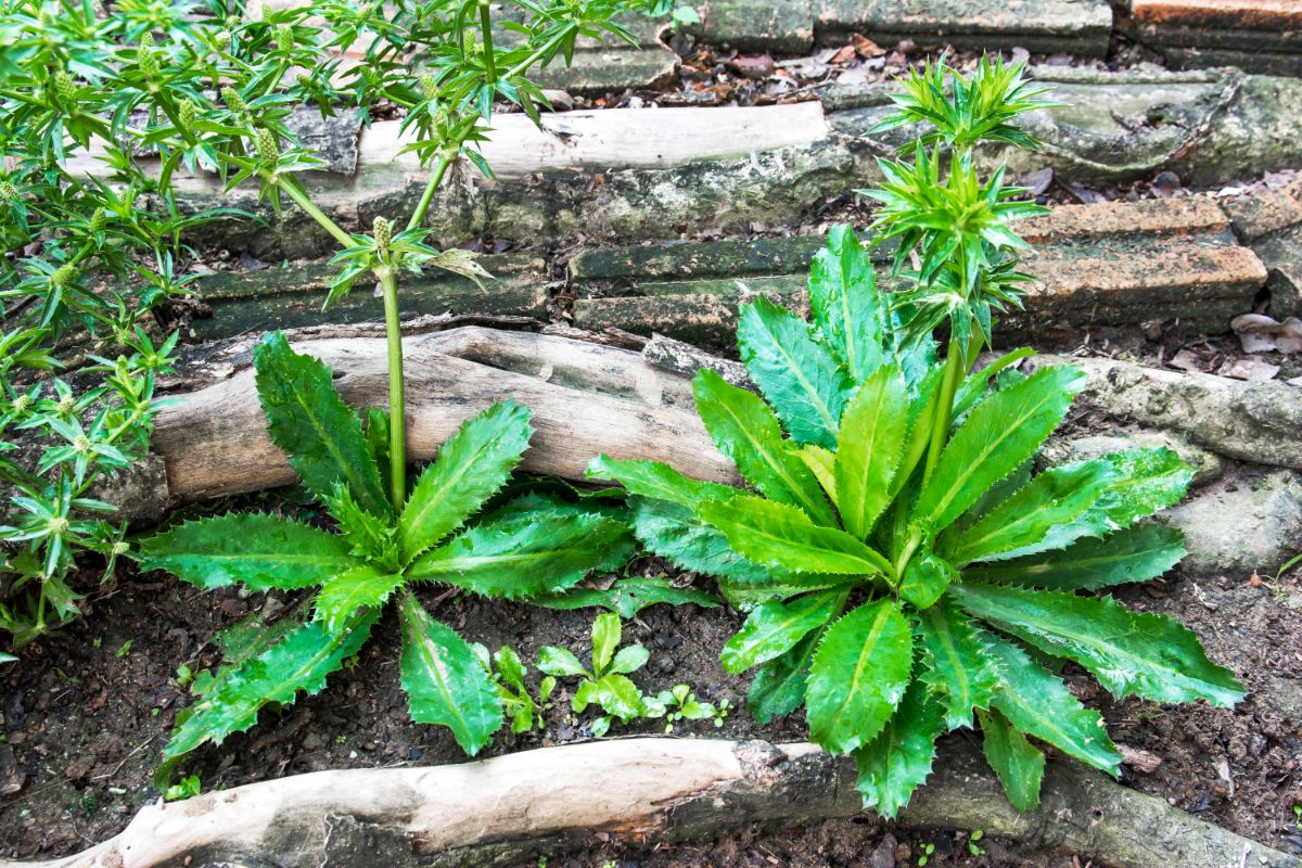 Green culantro plant with spiky flower heads