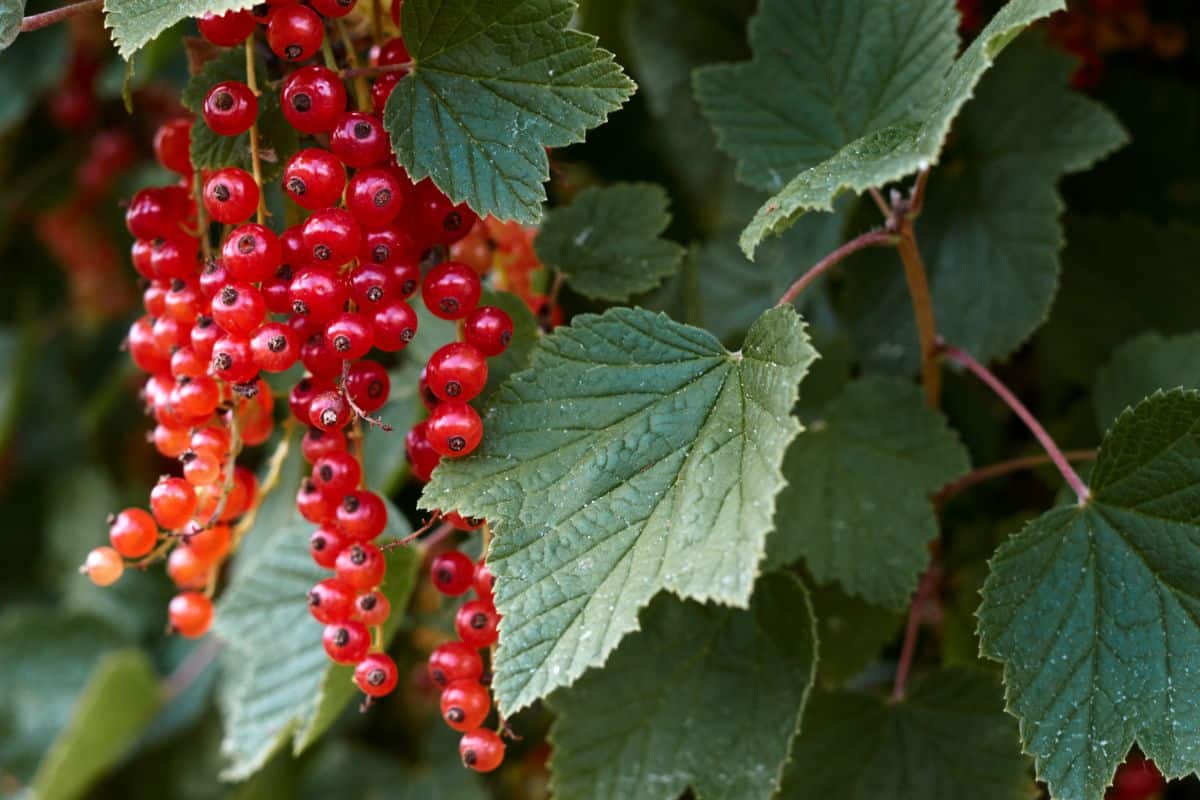 Ripening red currants hanging in clusters