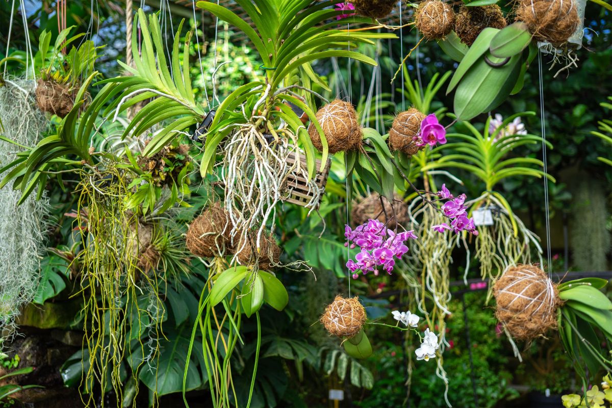 Hanging Kokedama in a hanging arrangement