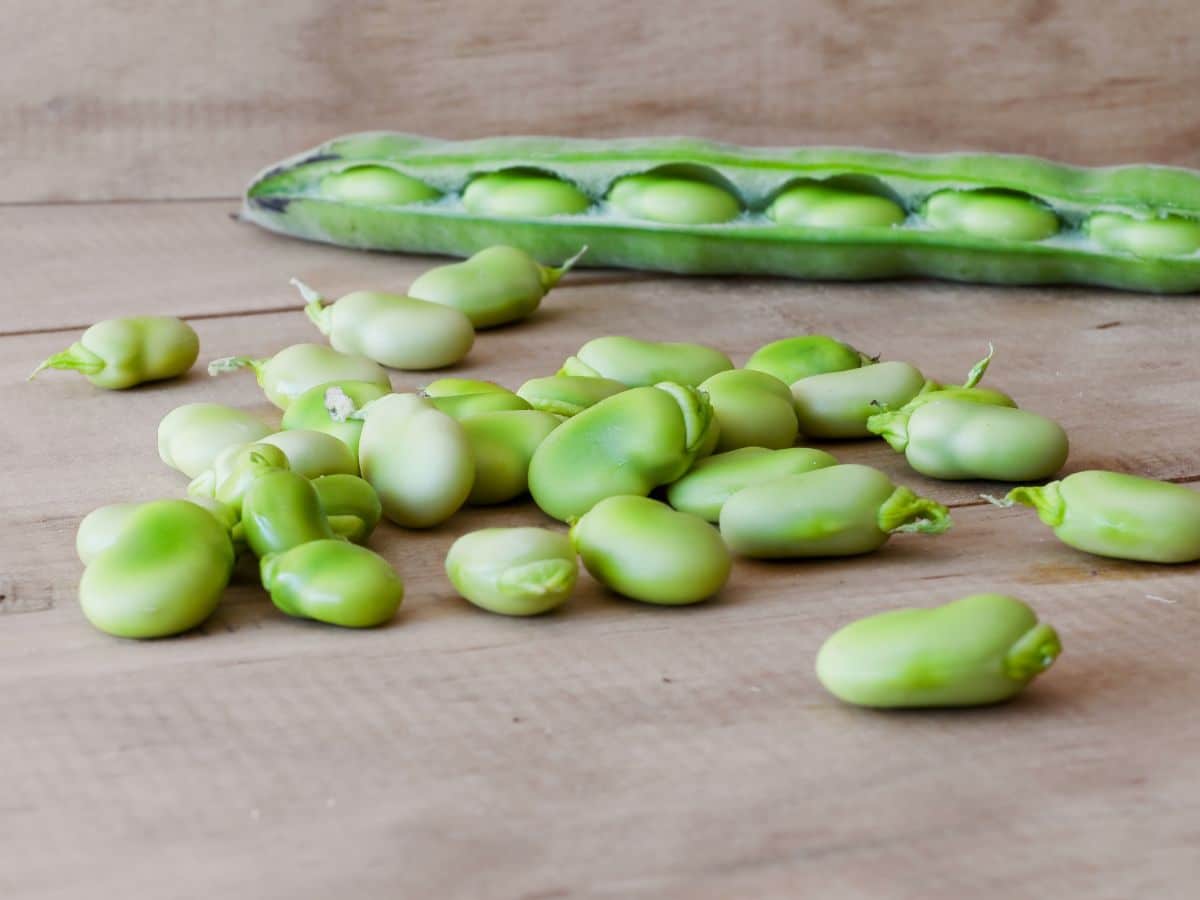 Green lima or butter beans