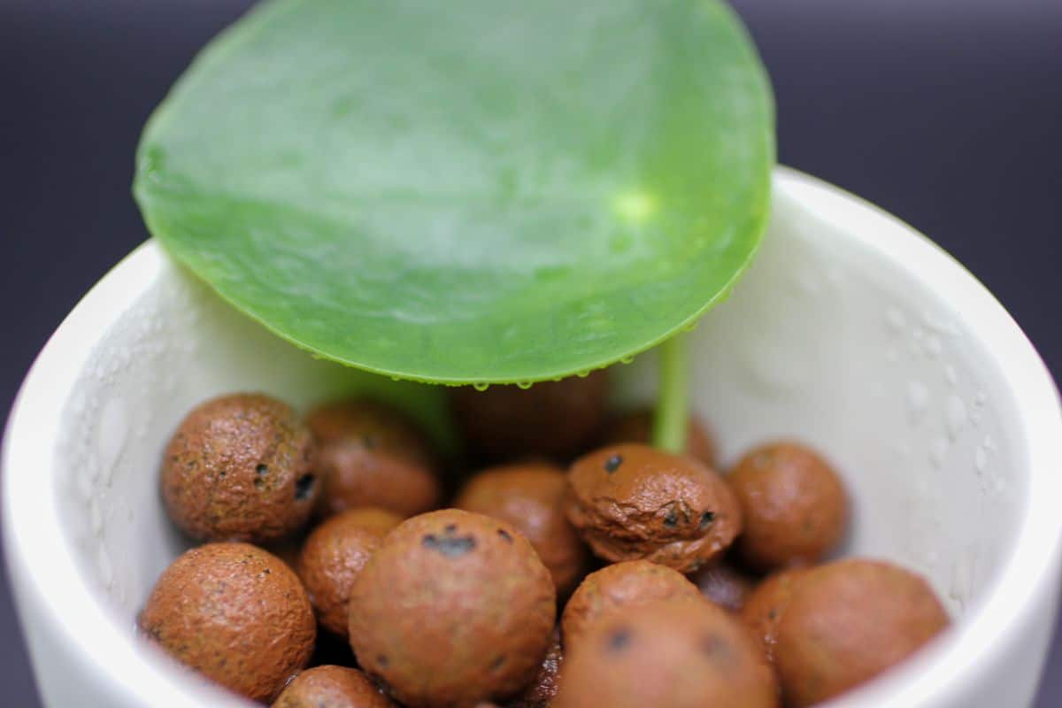 A leafy young plant growing in LECA pebbles