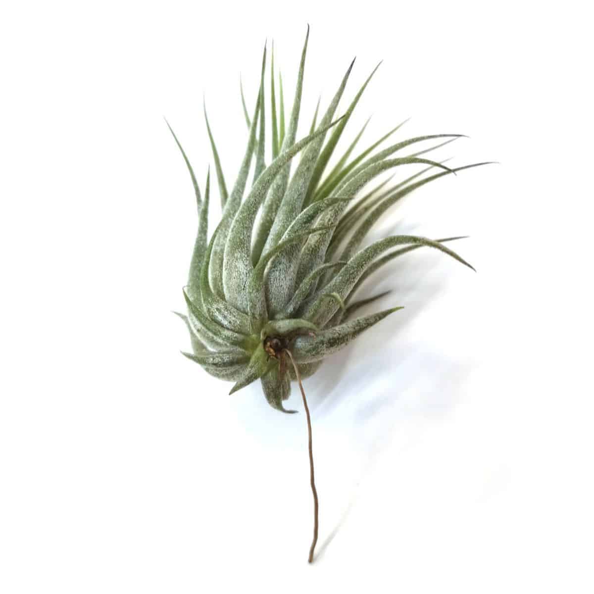 Scaposa kolbii air plant