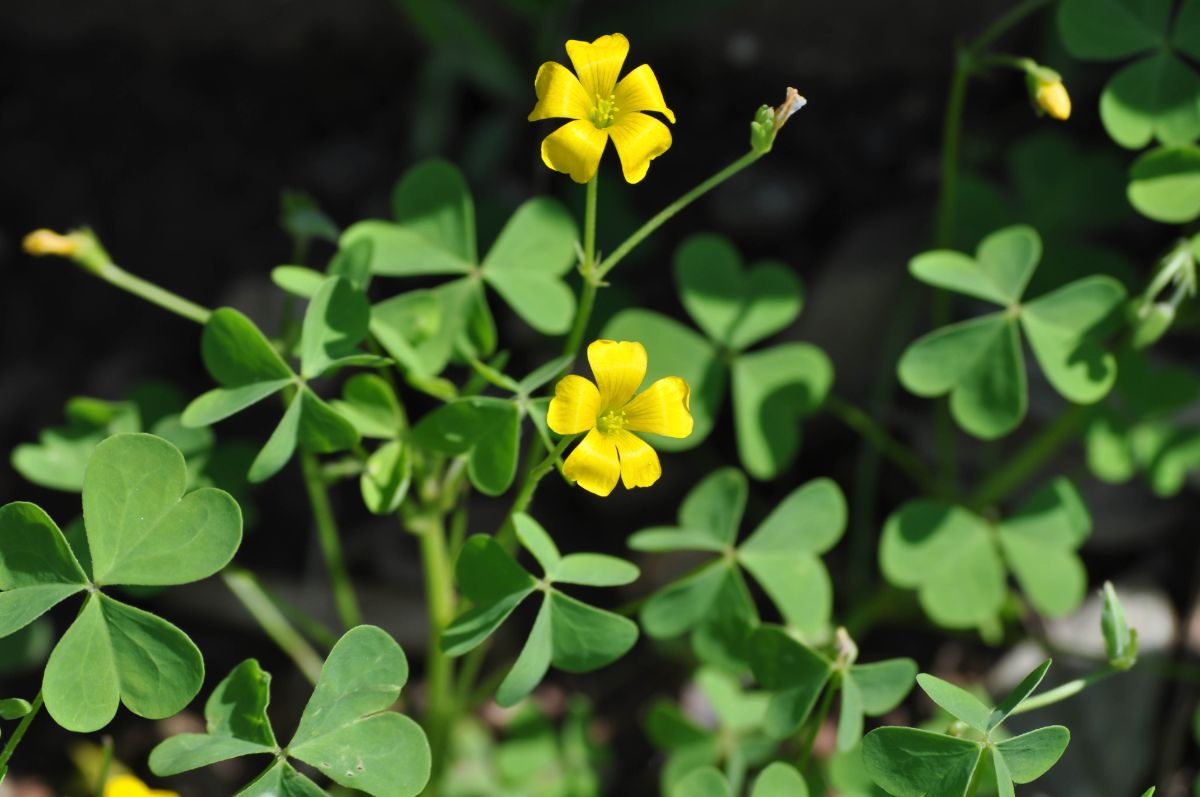 Yellow flowering edible wood sorrel