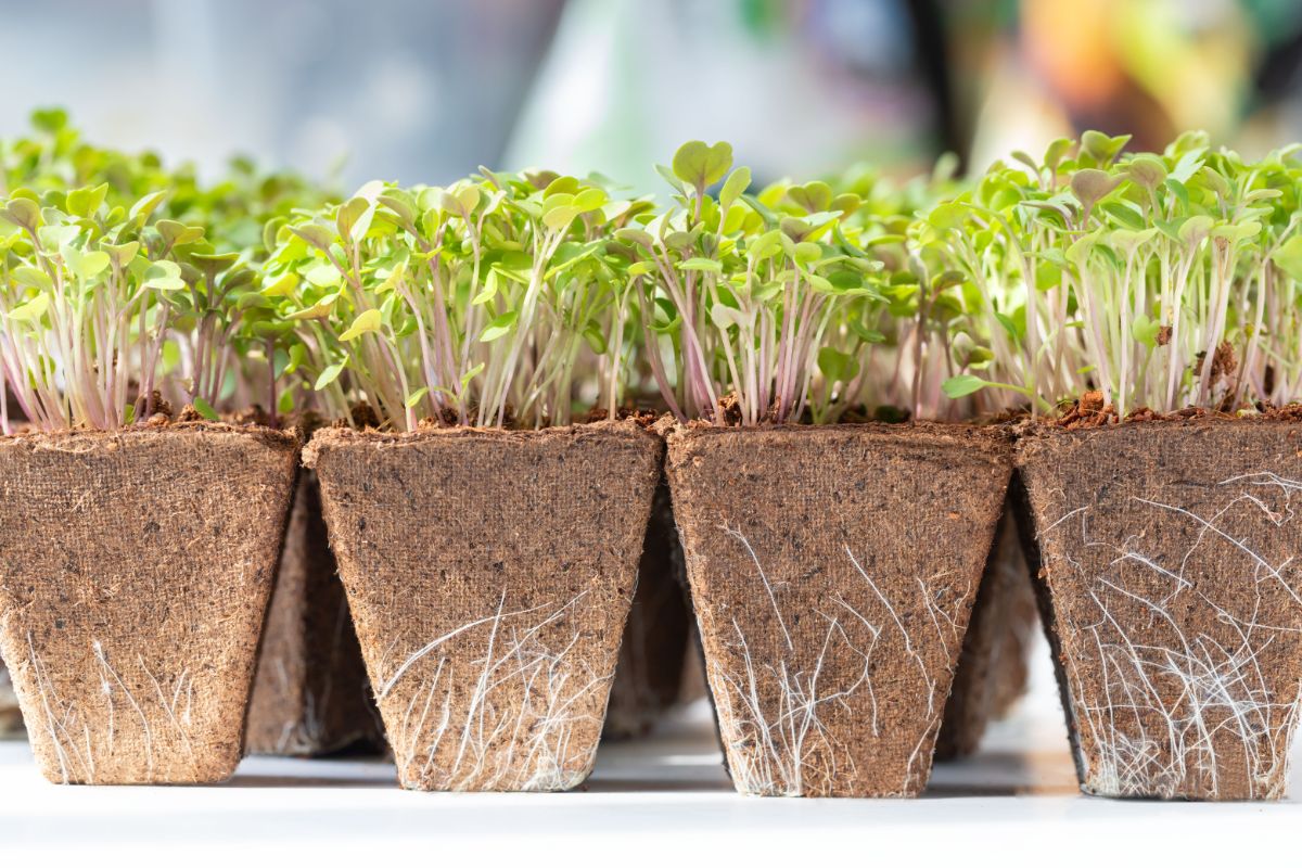 Bunched seedlings in plantable peat pots