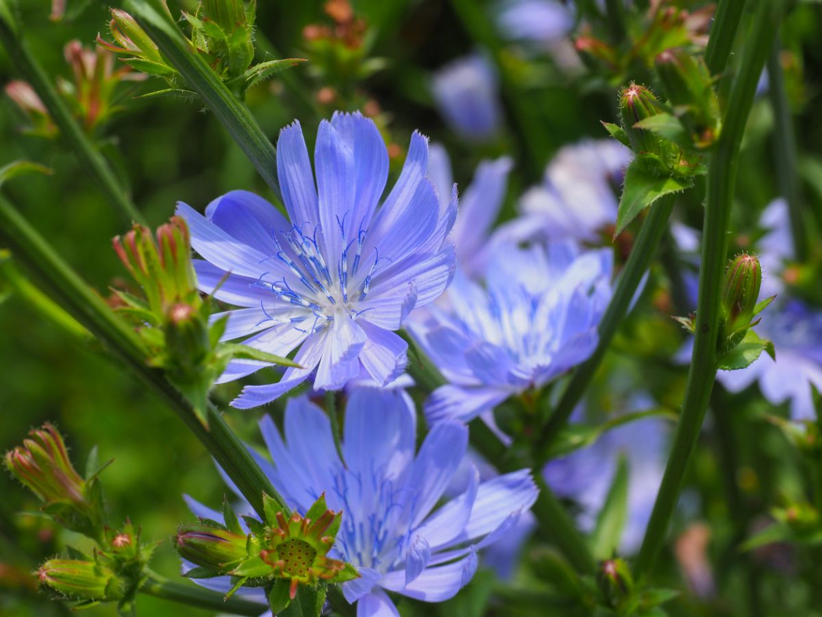 Periwinkle colored flowers on chicory plant