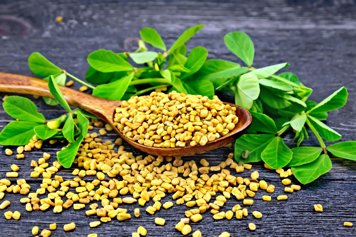 Fenugreek seeds spilled from a bowl