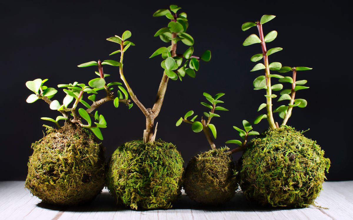 Plants planted in Kokedama balls