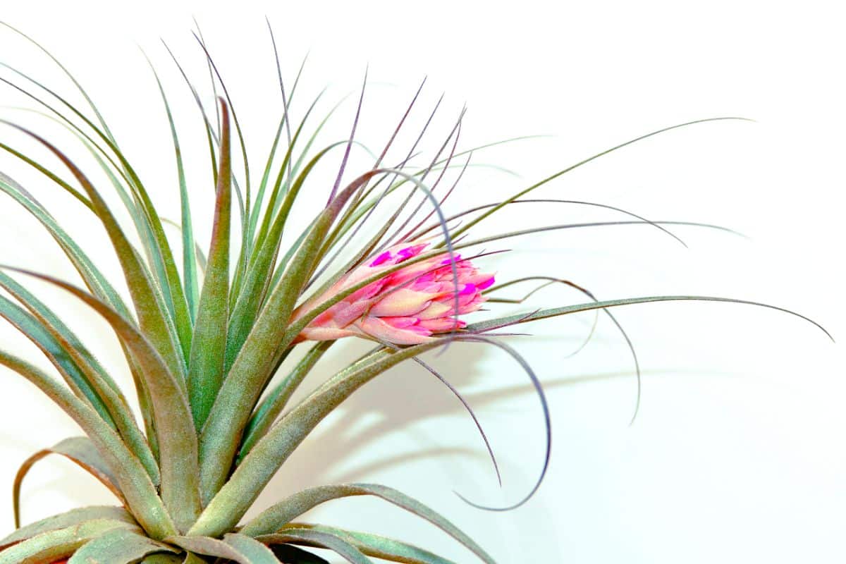 Large Gardneri air plant