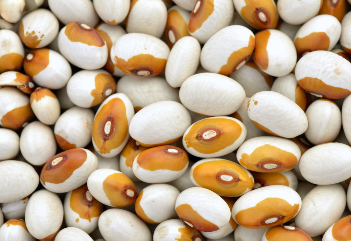 White and yellow dried Kenearly beans