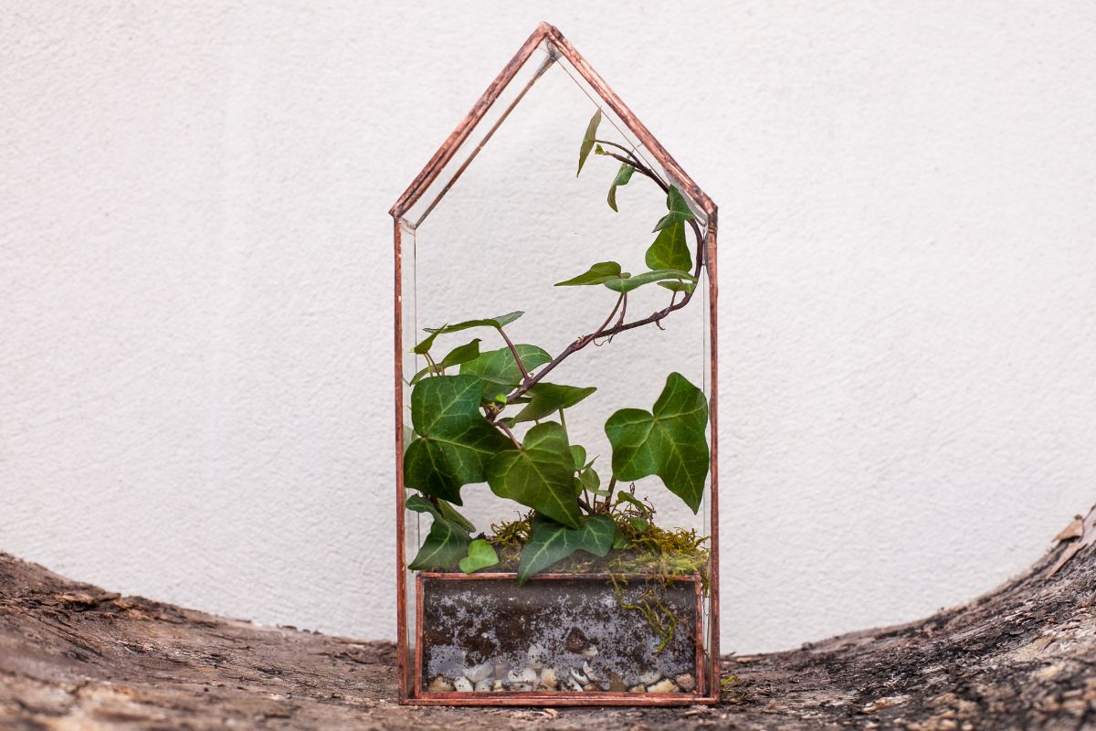 Miniature English ivy growing in a closed terrarium