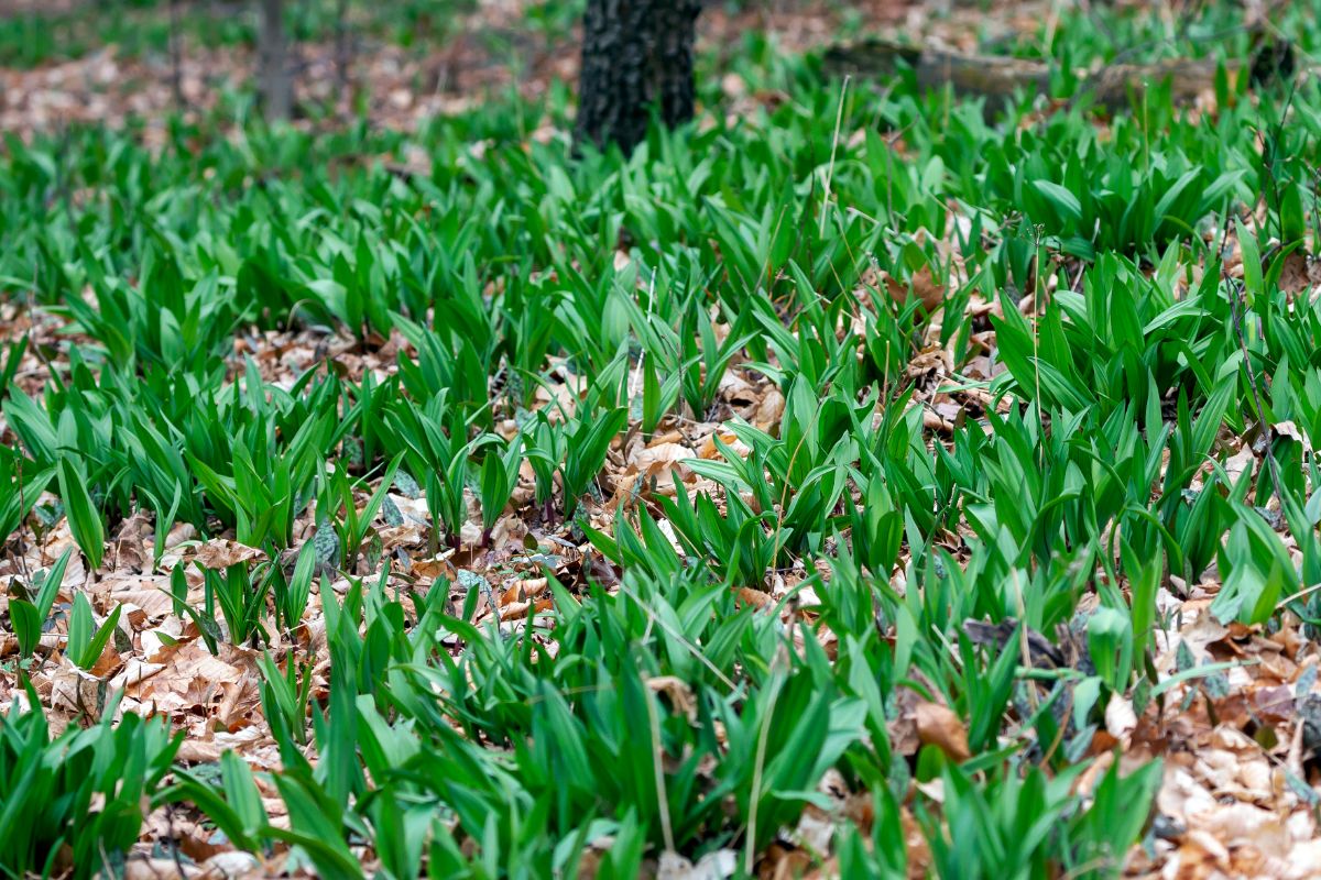 Wild ramps in a forest