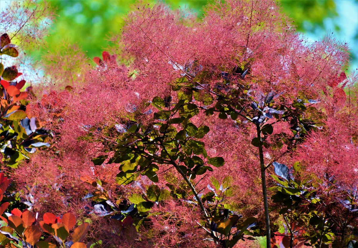 Foamy, crimson blooms on a Smoke Tree 