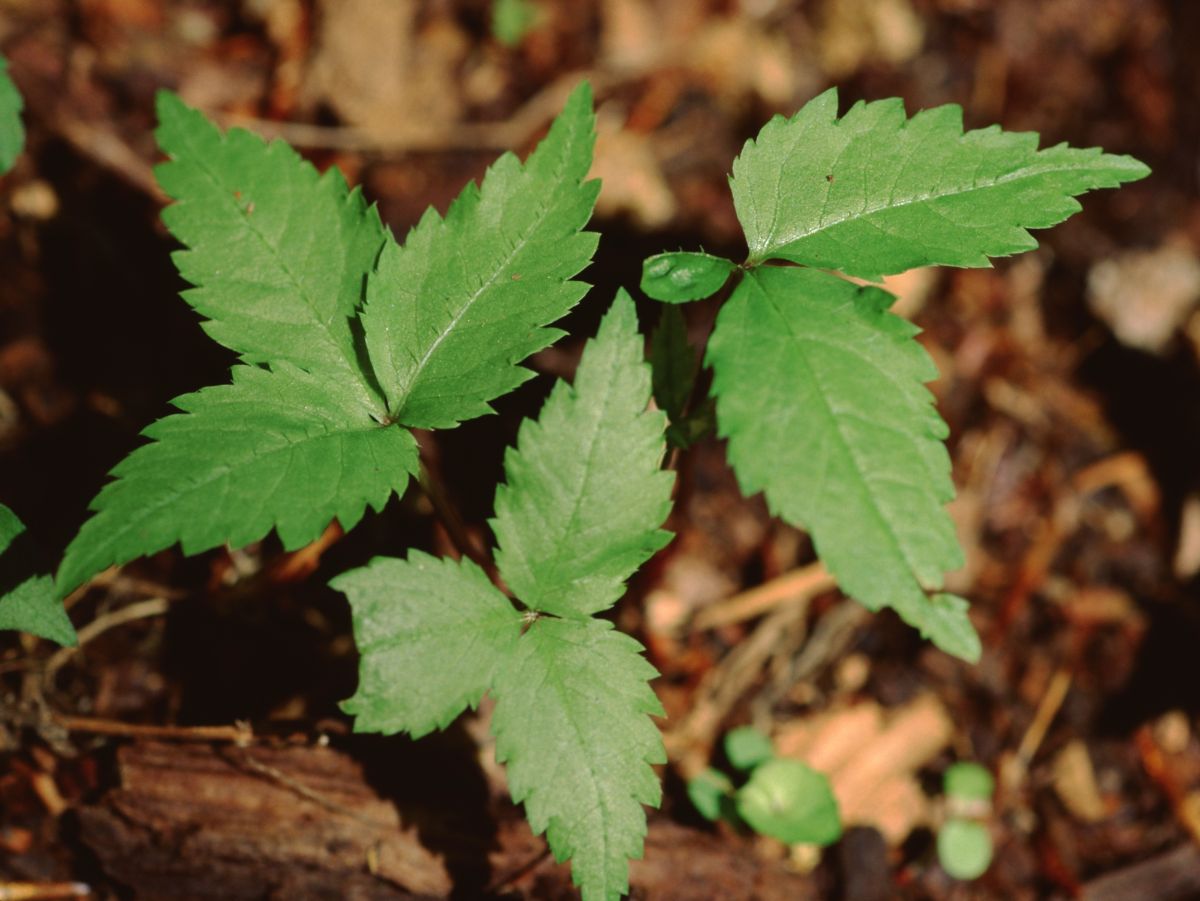 American ginseng growing in the woods