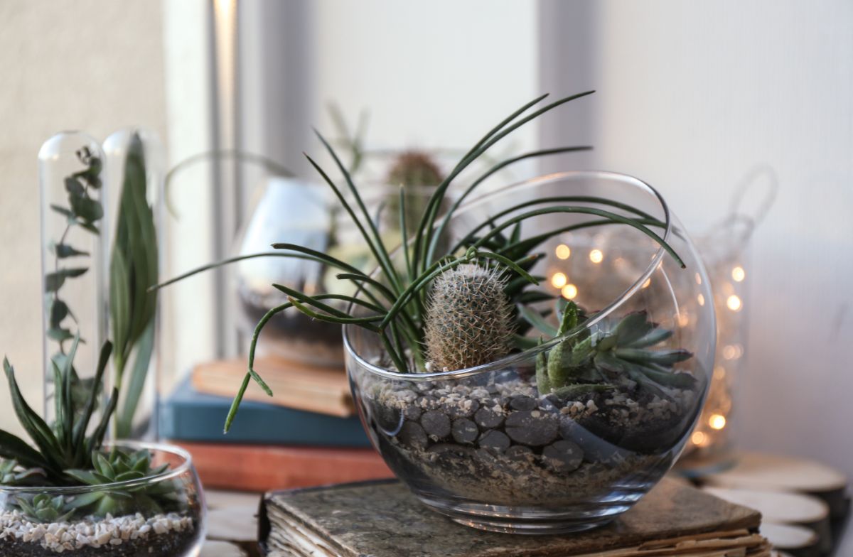 An open terrarium with a small cactus in it