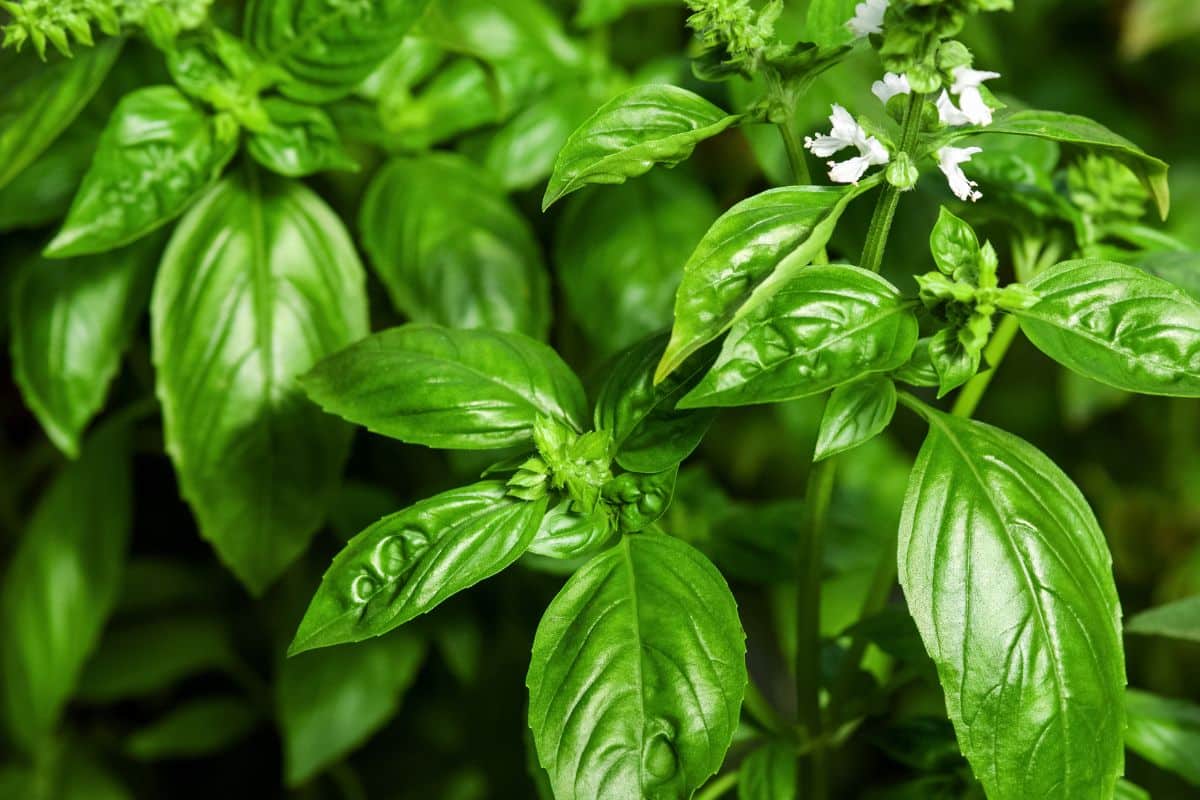 Green lime basil plant