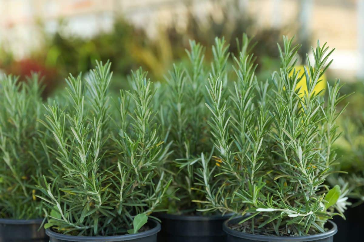 Rosemary plants in pots