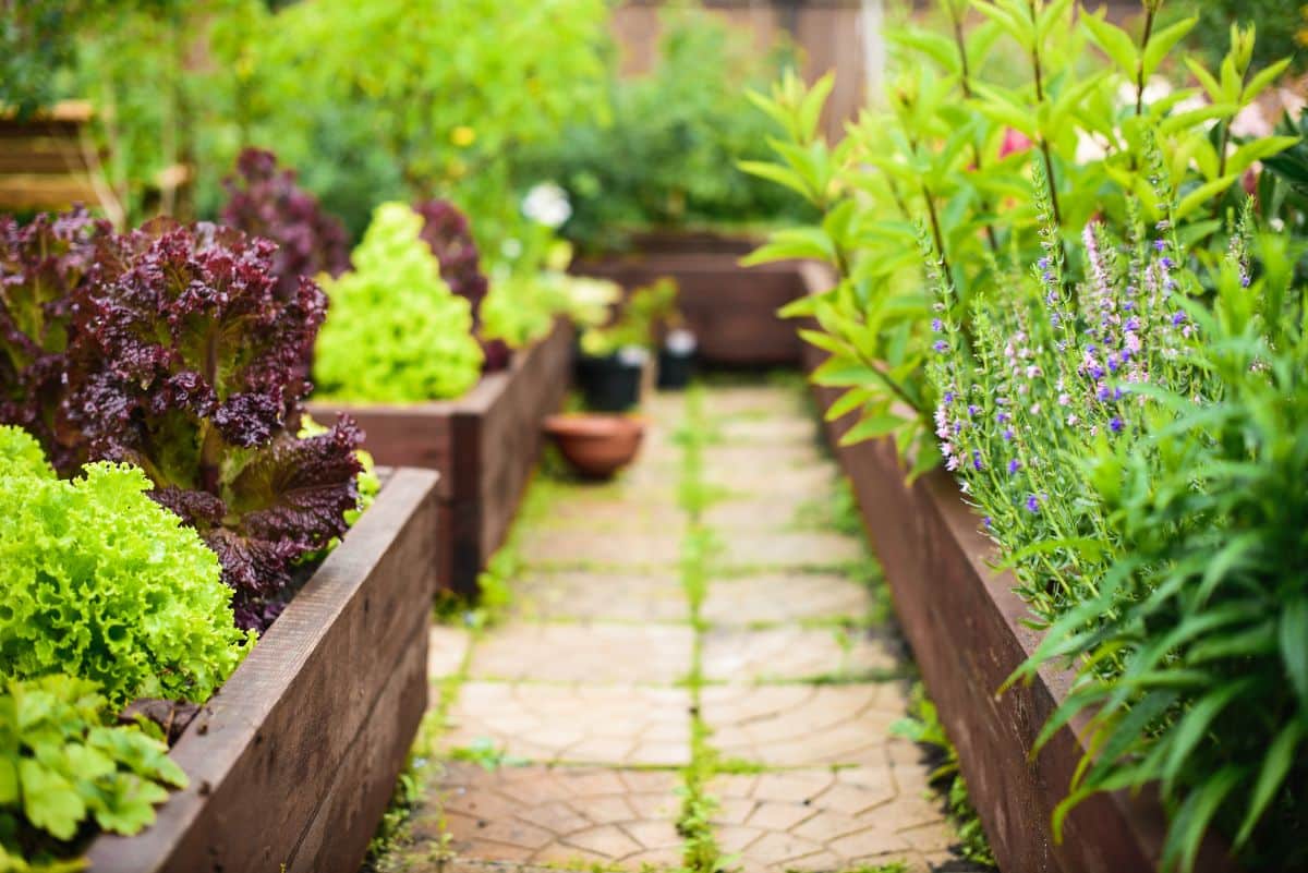 Raised beds are grown on land with clay soil