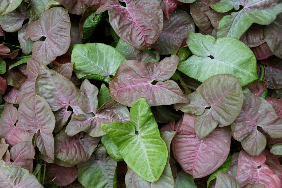 Purple and green arrowhead vine plant