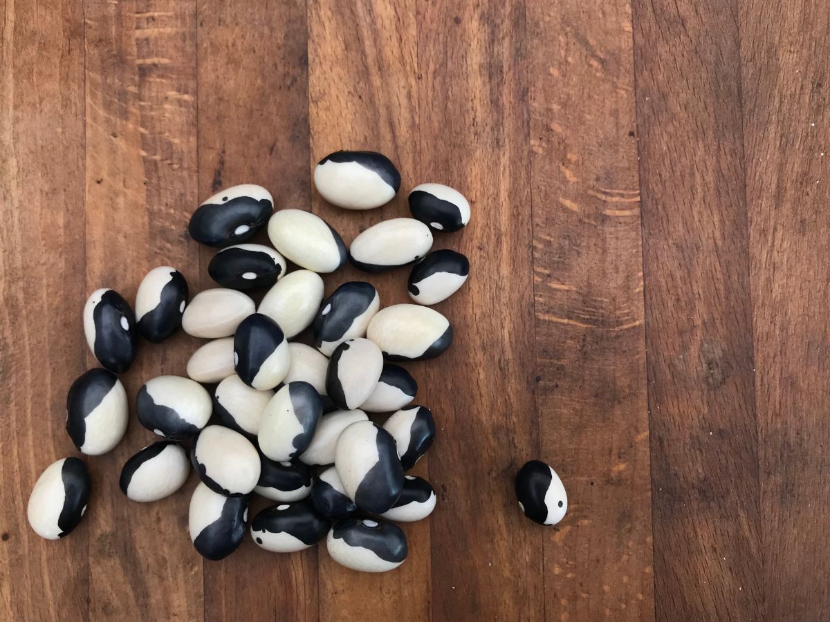 Bicolored black and white Calypso beans