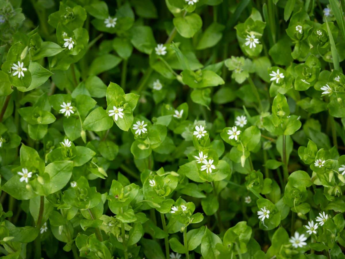 white flowering chickweed growing in a garden