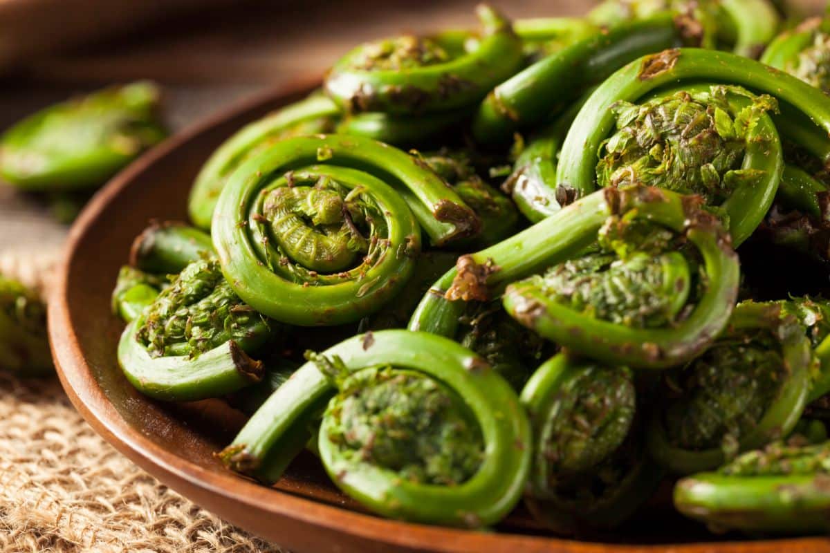 Sauteed fiddlehead ferns