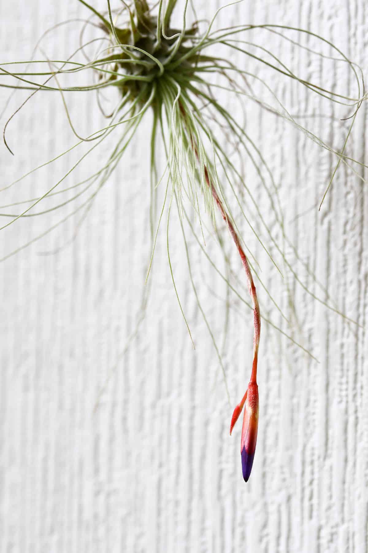 Fuchsii air plant with flower stalk hanging down