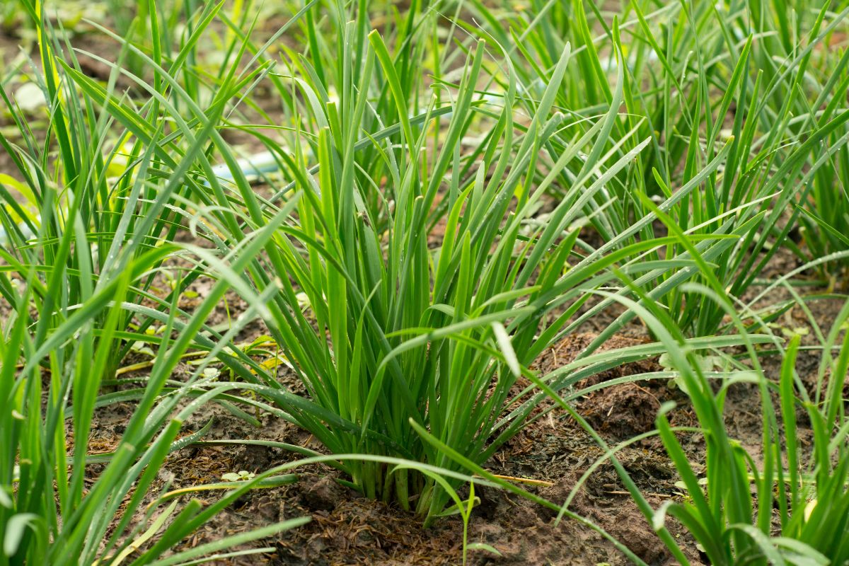 Garlic chives look more grass-like than regular chives