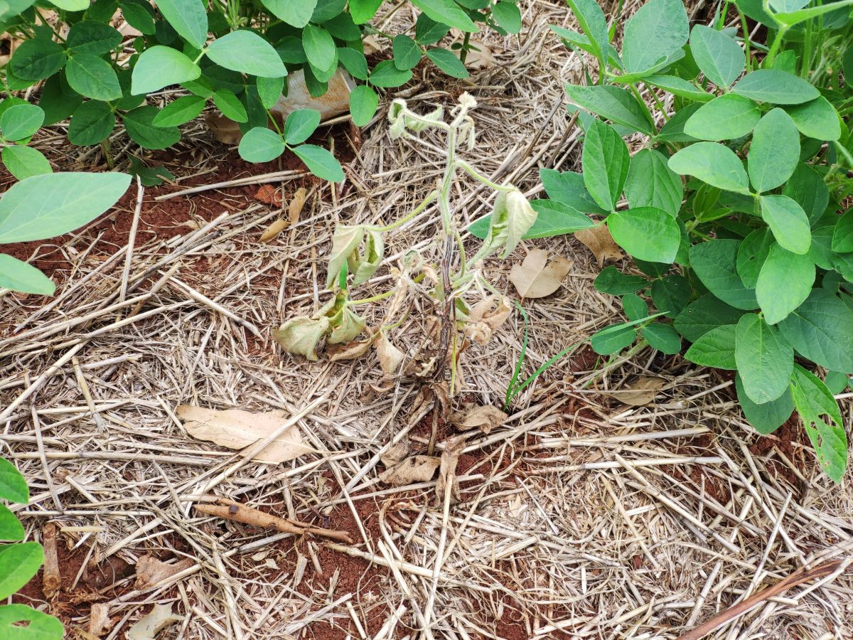 A dying plant with damping off disease in the garden outside